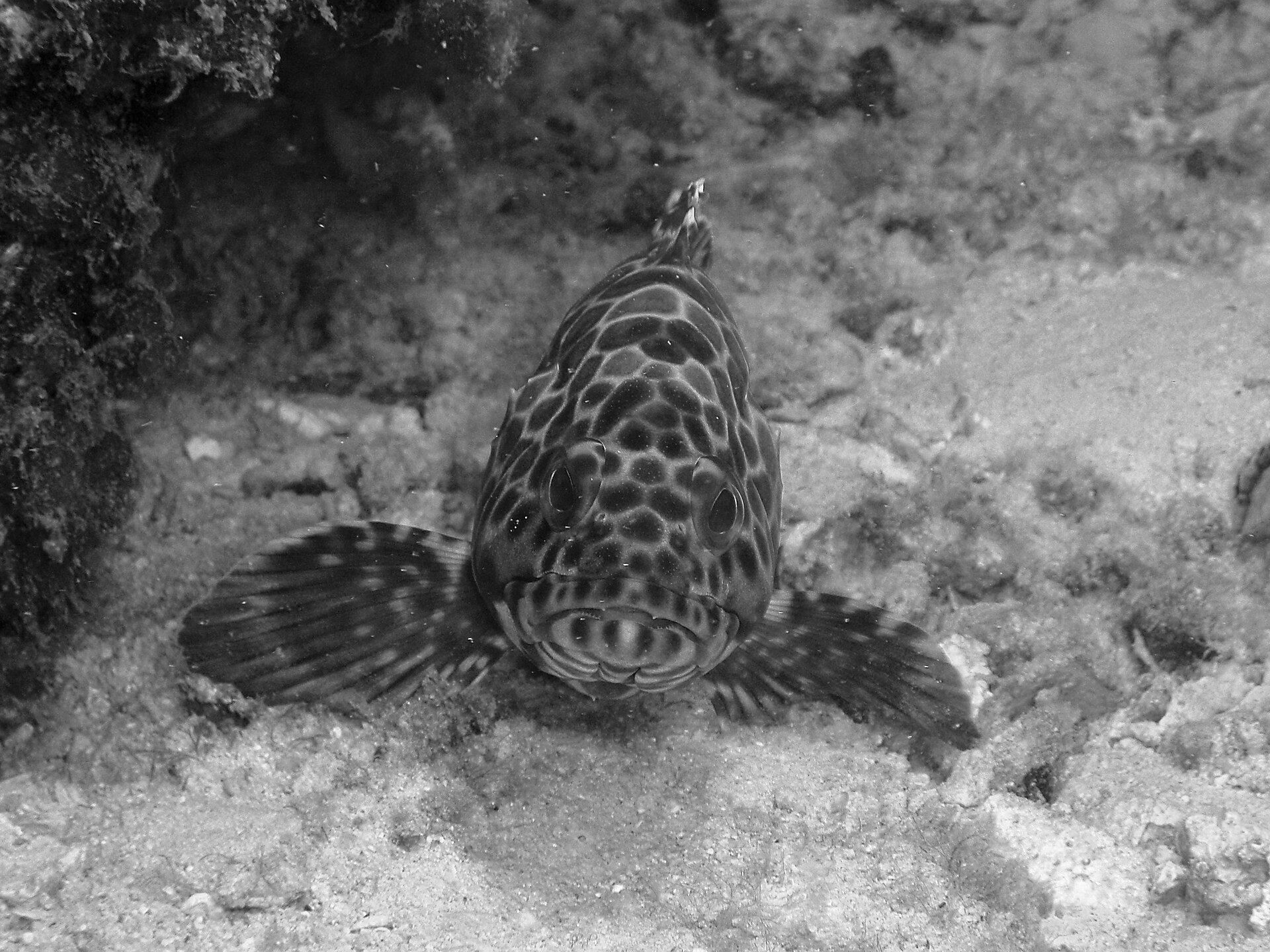 Pulau Perhentian 潛水拍攝的石斑魚